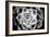 Monochrome Succulent III-Erin Berzel-Framed Photographic Print