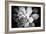 Monochrome Succulent IV-Erin Berzel-Framed Photographic Print