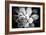 Monochrome Succulent IV-Erin Berzel-Framed Photographic Print