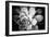 Monochrome Succulent IV-Erin Berzel-Framed Photographic Print
