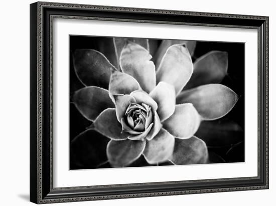 Monochrome Succulent IV-Erin Berzel-Framed Photographic Print