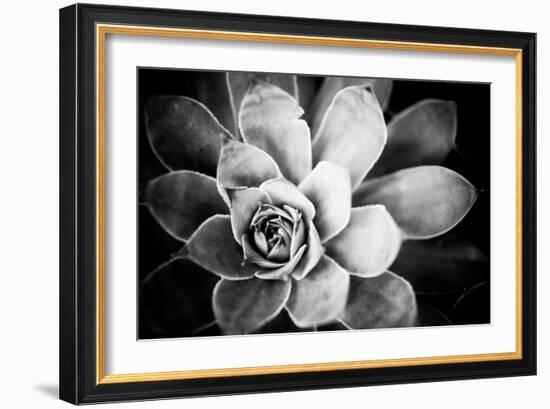 Monochrome Succulent IV-Erin Berzel-Framed Photographic Print