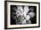 Monochrome Succulent IV-Erin Berzel-Framed Photographic Print