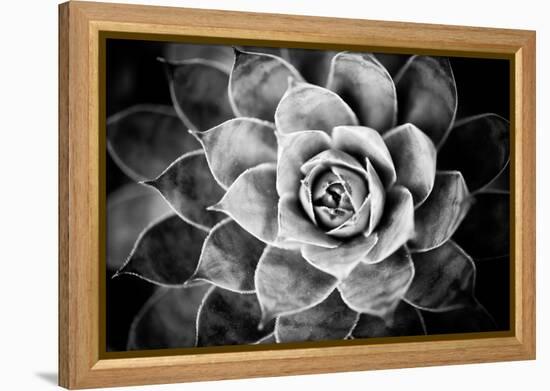 Monochrome Succulent V-Erin Berzel-Framed Premier Image Canvas