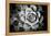 Monochrome Succulent V-Erin Berzel-Framed Premier Image Canvas