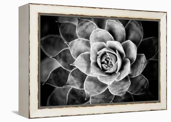 Monochrome Succulent V-Erin Berzel-Framed Premier Image Canvas