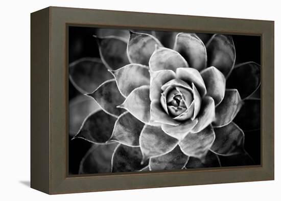 Monochrome Succulent V-Erin Berzel-Framed Premier Image Canvas