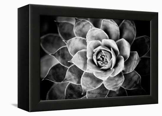 Monochrome Succulent V-Erin Berzel-Framed Premier Image Canvas