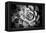 Monochrome Succulent V-Erin Berzel-Framed Premier Image Canvas