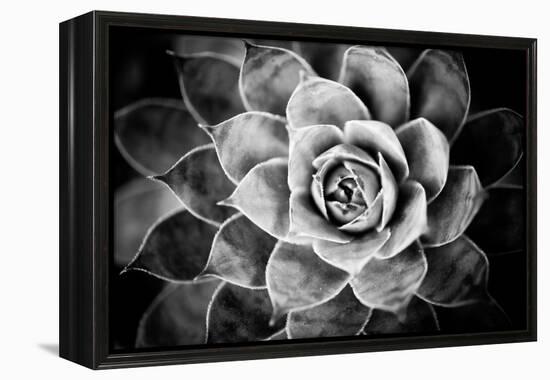 Monochrome Succulent V-Erin Berzel-Framed Premier Image Canvas