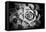 Monochrome Succulent V-Erin Berzel-Framed Premier Image Canvas