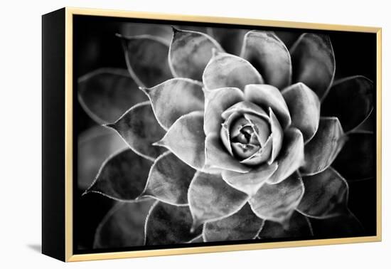 Monochrome Succulent V-Erin Berzel-Framed Premier Image Canvas