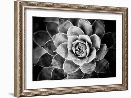 Monochrome Succulent V-Erin Berzel-Framed Photographic Print