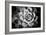 Monochrome Succulent V-Erin Berzel-Framed Photographic Print