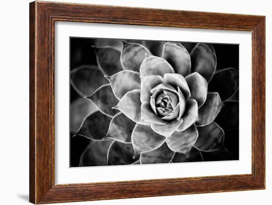 Monochrome Succulent V-Erin Berzel-Framed Photographic Print