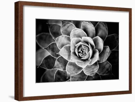 Monochrome Succulent V-Erin Berzel-Framed Photographic Print