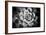 Monochrome Succulent V-Erin Berzel-Framed Photographic Print