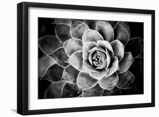 Monochrome Succulent V-Erin Berzel-Framed Photographic Print