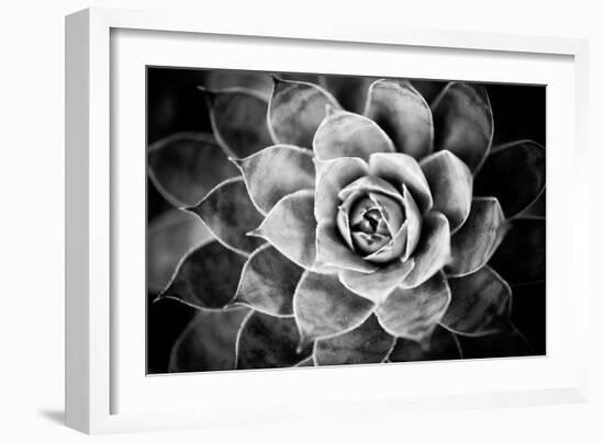 Monochrome Succulent V-Erin Berzel-Framed Photographic Print