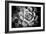 Monochrome Succulent V-Erin Berzel-Framed Photographic Print