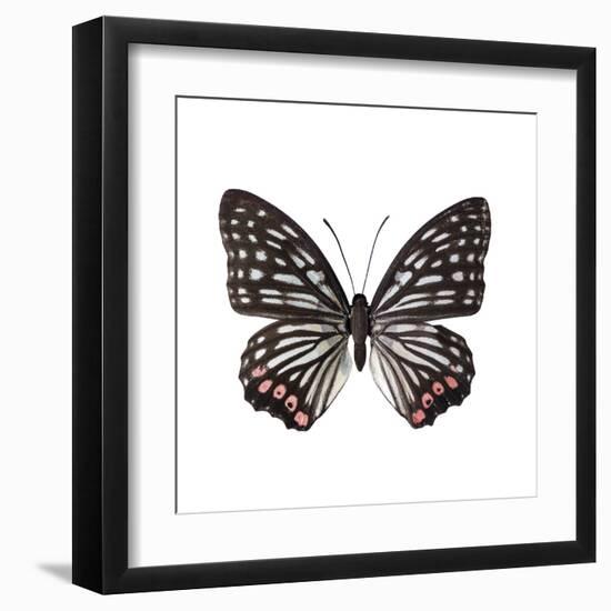 Monochrome Wings-Assaf Frank-Framed Giclee Print