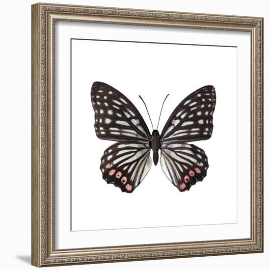 Monochrome Wings-Assaf Frank-Framed Giclee Print