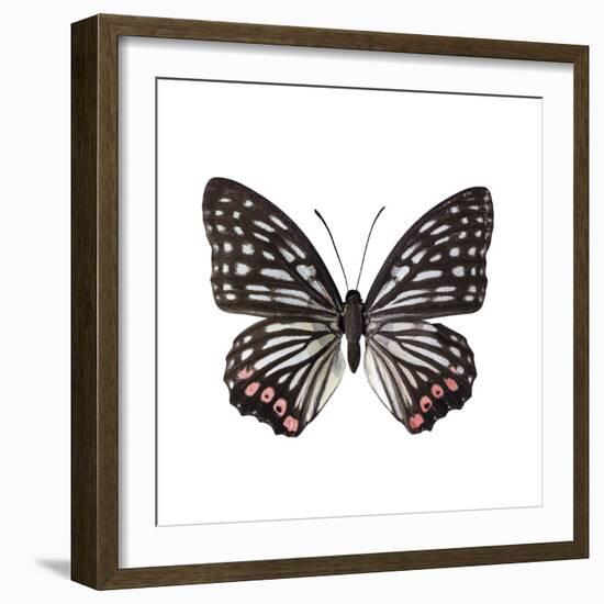 Monochrome Wings-Assaf Frank-Framed Giclee Print