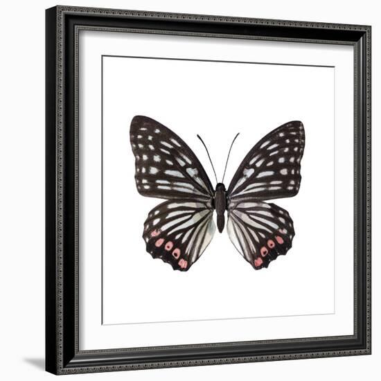 Monochrome Wings-Assaf Frank-Framed Giclee Print