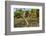 Monocled cobra on rubber plantation, Phuket Isl, Thailand-Robert Valentic-Framed Photographic Print