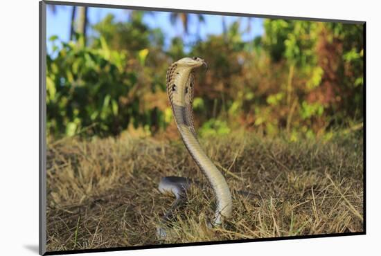 Monocled cobra on rubber plantation, Phuket Isl, Thailand-Robert Valentic-Mounted Photographic Print