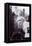 Monroe, Marilyn, 9999-null-Framed Stretched Canvas