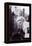 Monroe, Marilyn, 9999-null-Framed Stretched Canvas