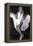 Monroe, Marilyn, 9999-null-Framed Stretched Canvas