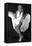 Monroe, Marilyn, 9999-null-Framed Stretched Canvas