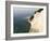 Mons Klint, South Zealand, Denmark, Scandinavia, Europe-Marco Cristofori-Framed Photographic Print