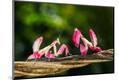 Photographic Print