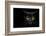 Monster Kill-Davorin Baloh-Framed Premium Photographic Print