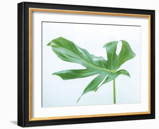 Monstera Ceriman-Assaf Frank-Framed Giclee Print