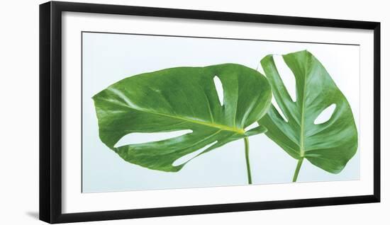 Monstera Deliciosa-Assaf Frank-Framed Giclee Print