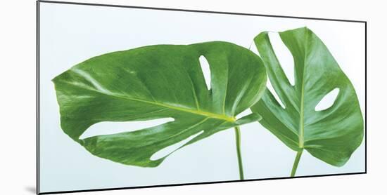 Monstera Deliciosa-Assaf Frank-Mounted Giclee Print