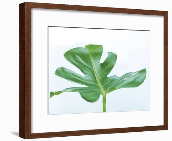 Monstera Hurricane-Assaf Frank-Framed Giclee Print