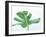 Monstera Hurricane-Assaf Frank-Framed Giclee Print