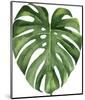 Monstera II-Ann Solo-Mounted Art Print