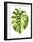 Monstera II-Grace Popp-Framed Art Print