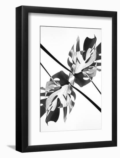 Monstera Kaleidoscope 03-1x Studio III-Framed Photographic Print