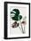 Monstera Mix 04-1x Studio III-Framed Photographic Print