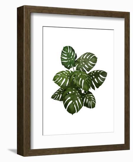 Monstera Plant, Green on White-Fab Funky-Framed Art Print