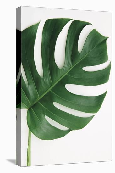 Monstera Solo-Irene Suchocki-Framed Stretched Canvas