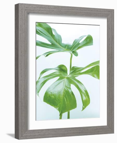 Monstera Split-Assaf Frank-Framed Giclee Print