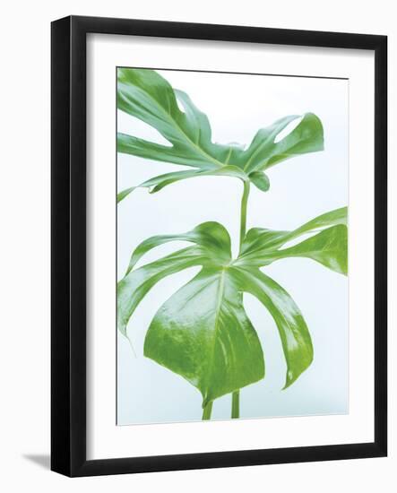 Monstera Split-Assaf Frank-Framed Giclee Print